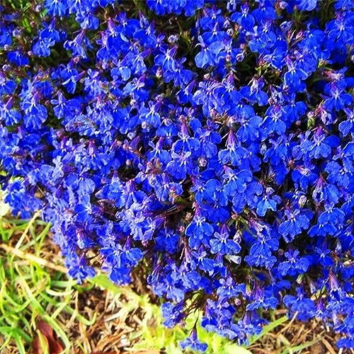 VISTATU 20000+ Magic Blue Creeping Thyme Seeds for Planting Ground Cover Plants Heirloom Flowers Perennial Thyme Non-GMO Thymus Serpyllum Seed - Image 2
