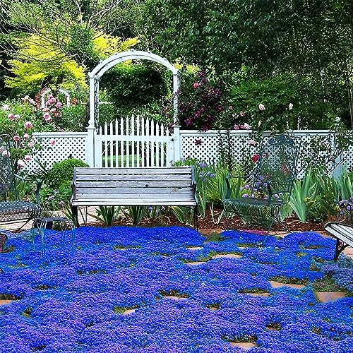 VISTATU 20000+ Magic Blue Creeping Thyme Seeds for Planting Ground Cover Plants Heirloom Flowers Perennial Thyme Non-GMO Thymus Serpyllum Seed - Image 1