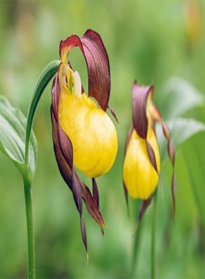 GGOOT Lady's Slipper Orchid Flower Seeds 10pcs Yellow - Image 3