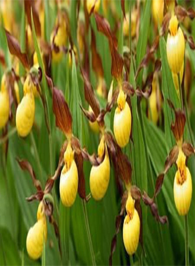 GGOOT Lady's Slipper Orchid Flower Seeds 10pcs Yellow - Image 4