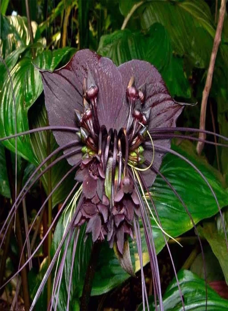GGOOT 10Pcs Funny Rare Black Bat Tacca Chantrieri Whiskers Flower Seeds for Home Garden Plants - Image 1