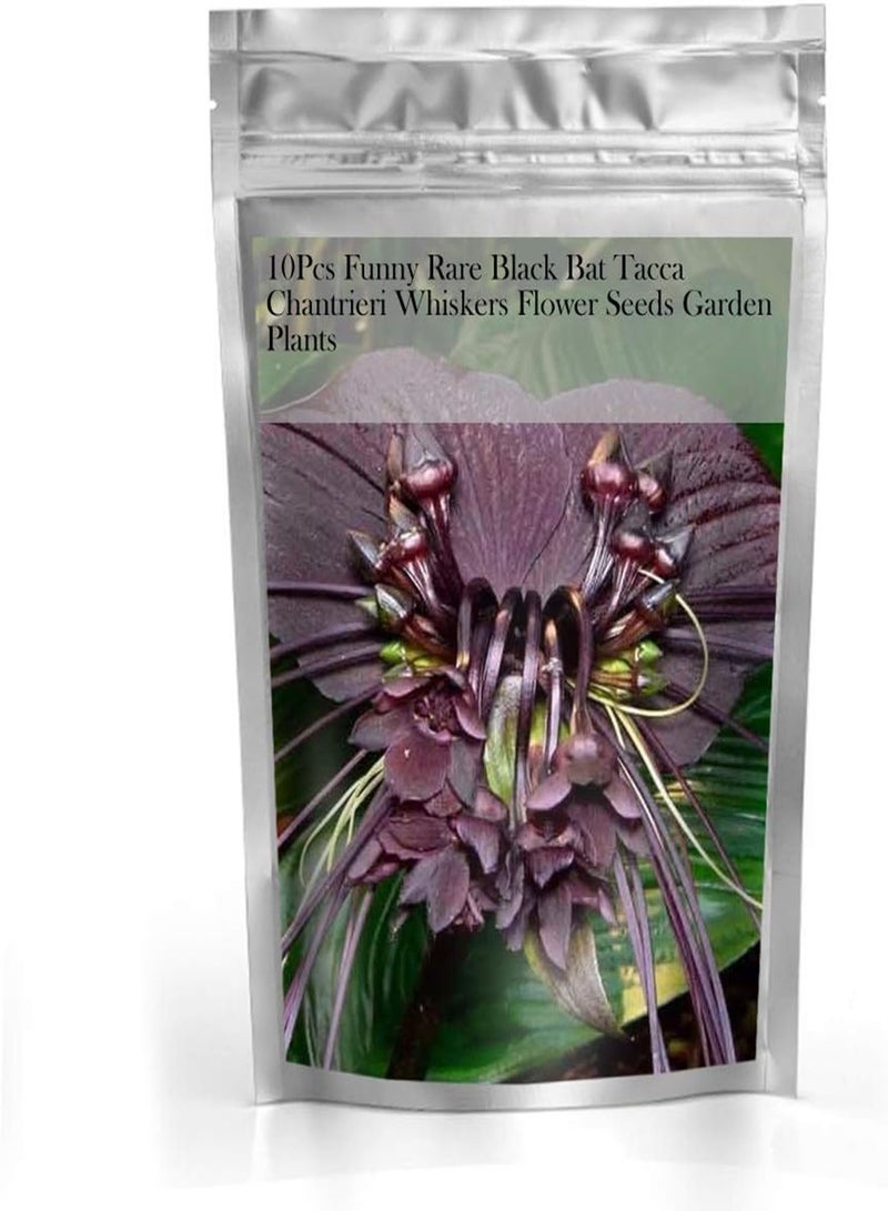GGOOT 10Pcs Funny Rare Black Bat Tacca Chantrieri Whiskers Flower Seeds for Home Garden Plants - Image 2