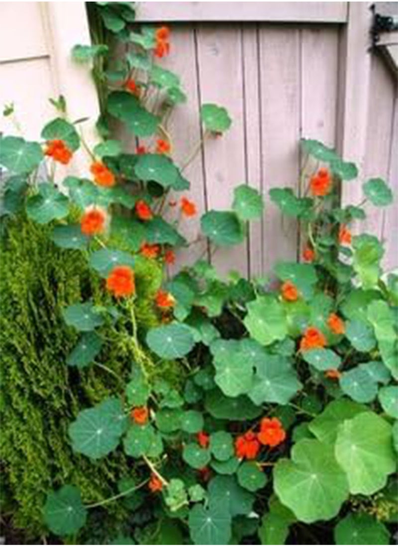 GGOOT - Flower Seeds : Nasturtium Indian Cress Seeds Climber Flower Seeds Plant Seeds Pack Hanging Baskets Plants  for Garden Pots (1 Packets) Garden Plant Seeds - Image 1