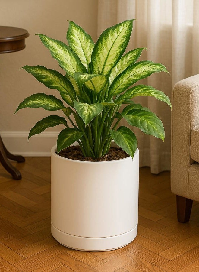D'vine Dev 10 Inch Ceramic Planter Pot with Drainage Hole and Saucer, Indoor Cylinder Round Planter Pot, Oatmeal, 94-O-E-8 - Image 5