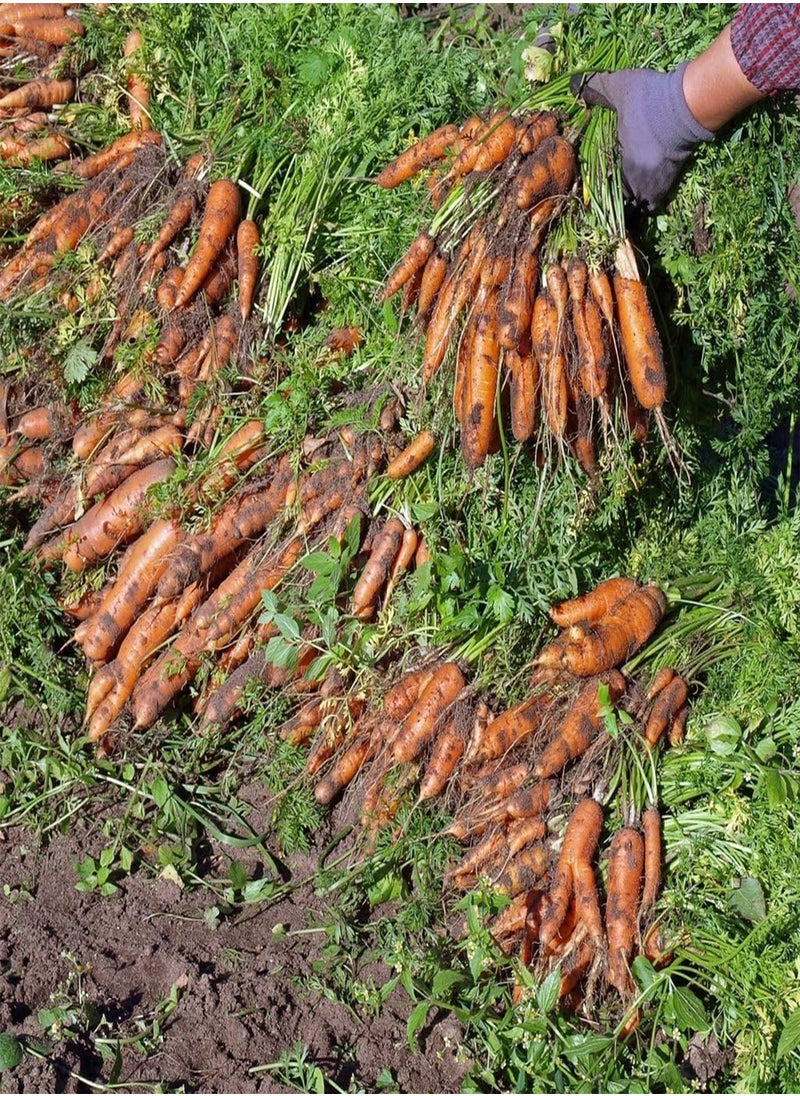 GGOOT - Vegetable Seeds, Carrot Resistafly F1, OV CAR 01, 250 Seeds Minimum Per Packet. - Image 1
