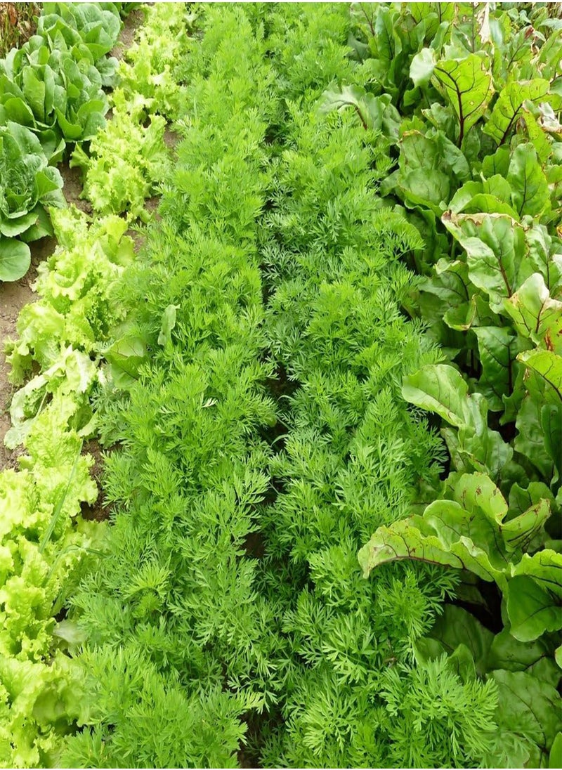 GGOOT - Vegetable Seeds, Carrot Resistafly F1, OV CAR 01, 250 Seeds Minimum Per Packet. - Image 1