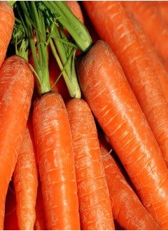 Vegetable Seeds, Carrot Resistafly F1, OV CAR 01, 250 Seeds Minimum Per Packet.