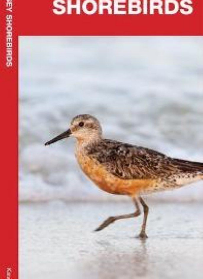 NEW JERSEY SHOREBIRDS