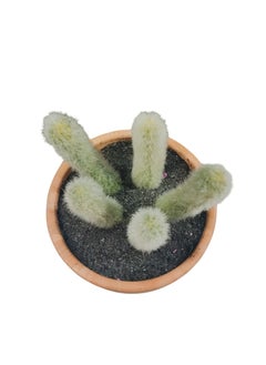 Generic Artificial Small  Potted Cactus  Green  - Image 3