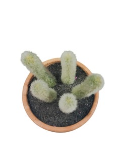 Generic Artificial Small  Potted Cactus  Green  - Image 4