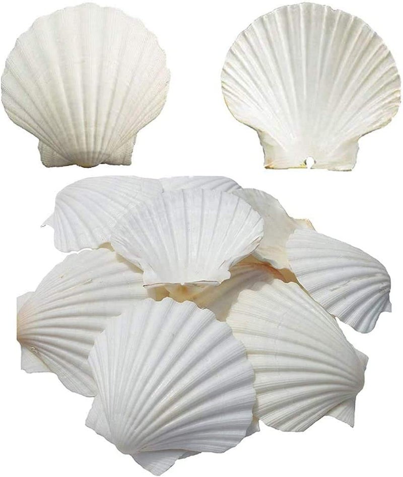 SEAJIAYI 6PCS Scallop Shells for Serving Food,Baking Shells Large Natural White Scallops from Sea Beach for DIY Craft Decor 4-5 Inches - Image 1