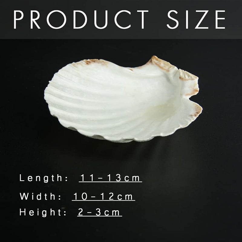 SEAJIAYI 6PCS Scallop Shells for Serving Food,Baking Shells Large Natural White Scallops from Sea Beach for DIY Craft Decor 4-5 Inches - Image 3