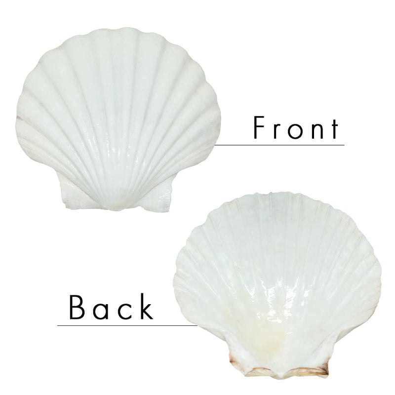 SEAJIAYI 6PCS Scallop Shells for Serving Food,Baking Shells Large Natural White Scallops from Sea Beach for DIY Craft Decor 4-5 Inches - Image 2