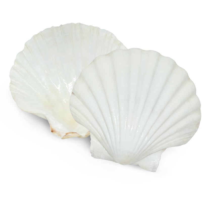 SEAJIAYI 6PCS Scallop Shells for Serving Food,Baking Shells Large Natural White Scallops from Sea Beach for DIY Craft Decor 4-5 Inches - Image 5