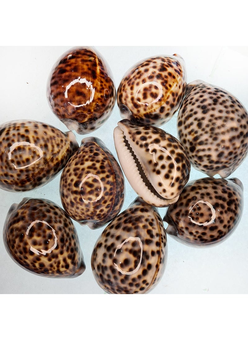 evinizdeki okyanus esintisi turkuaz hediyelik Real Sea Shell 250 gr Pack Tiger Cowrie (Kg) 