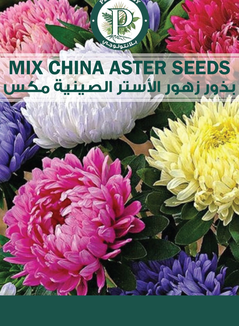 Mix China Aster Seeds for Planting - China Aster Flower Seeds - 2 Packets - Image 1
