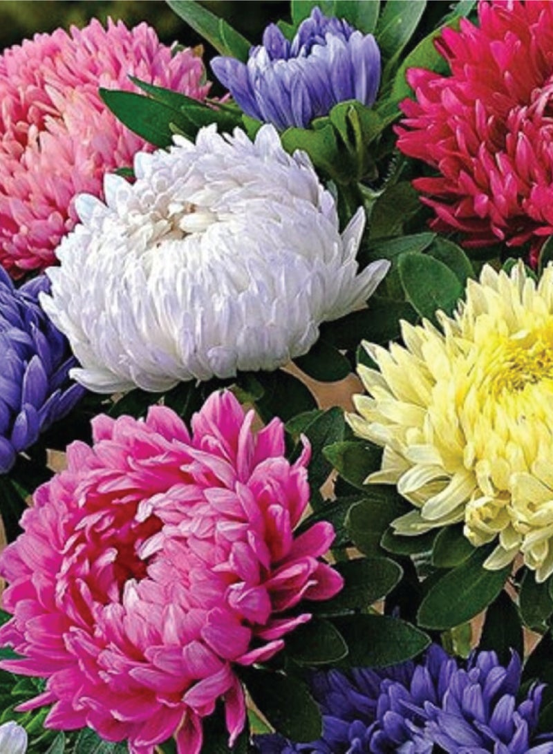 Mix China Aster Seeds for Planting - China Aster Flower Seeds - 2 Packets - Image 2