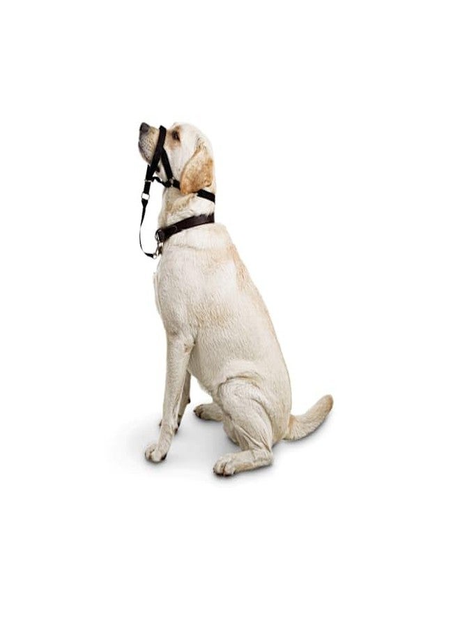 EveryYay by Petco Head of The Class Head Halter for Dogs, Large - Image 3