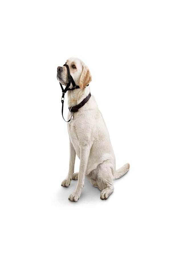 EveryYay by Petco Head of The Class Head Halter for Dogs, Large - Image 2