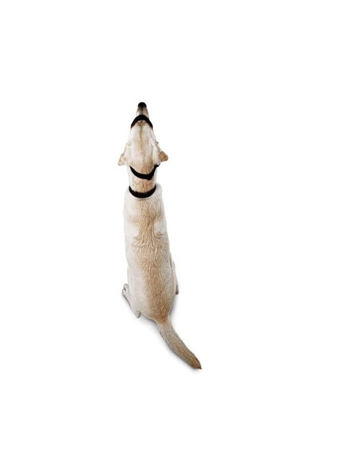 EveryYay by Petco Head of The Class Head Halter for Dogs, Large - Image 5