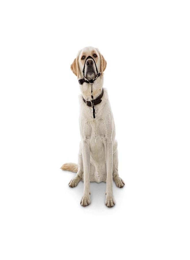 EveryYay by Petco Head of The Class Head Halter for Dogs, Large - Image 1