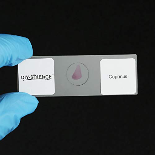 DIY-SCIENCE Prepared Bacteria and Fungi Microscope Slide Set, 9pcs Slides for Biology Teacher Students Micro Organisms Science Education - Image 5