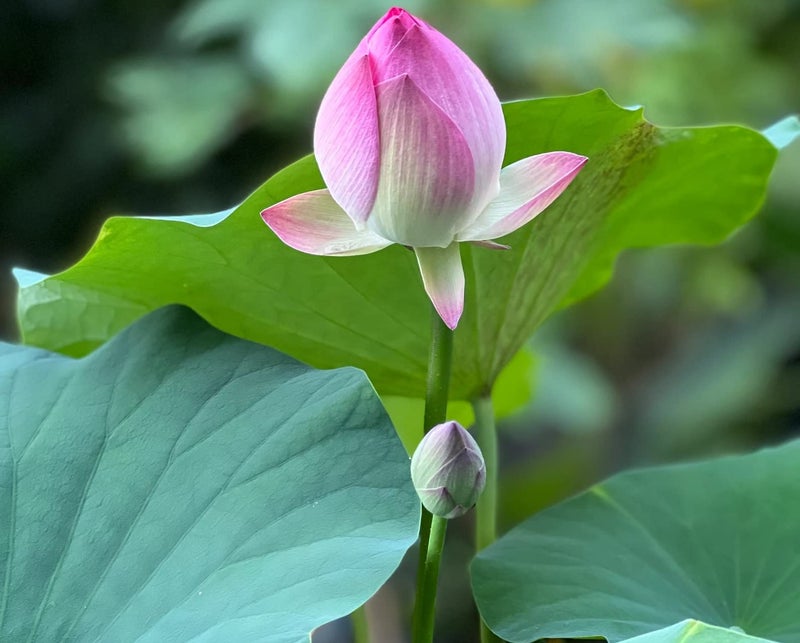 ZEshops 10pcs Mixed Pink, Red & Green Color Bowl Lotus Seeds for Planting Beautiful Water Plants for Indoor Bonsai, Outdoor Ponds and Gardens Water Lily Seeds - Image 3