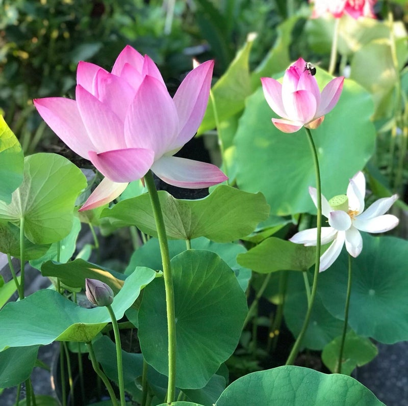 ZEshops 10pcs Mixed Pink, Red & Green Color Bowl Lotus Seeds for Planting Beautiful Water Plants for Indoor Bonsai, Outdoor Ponds and Gardens Water Lily Seeds - Image 5
