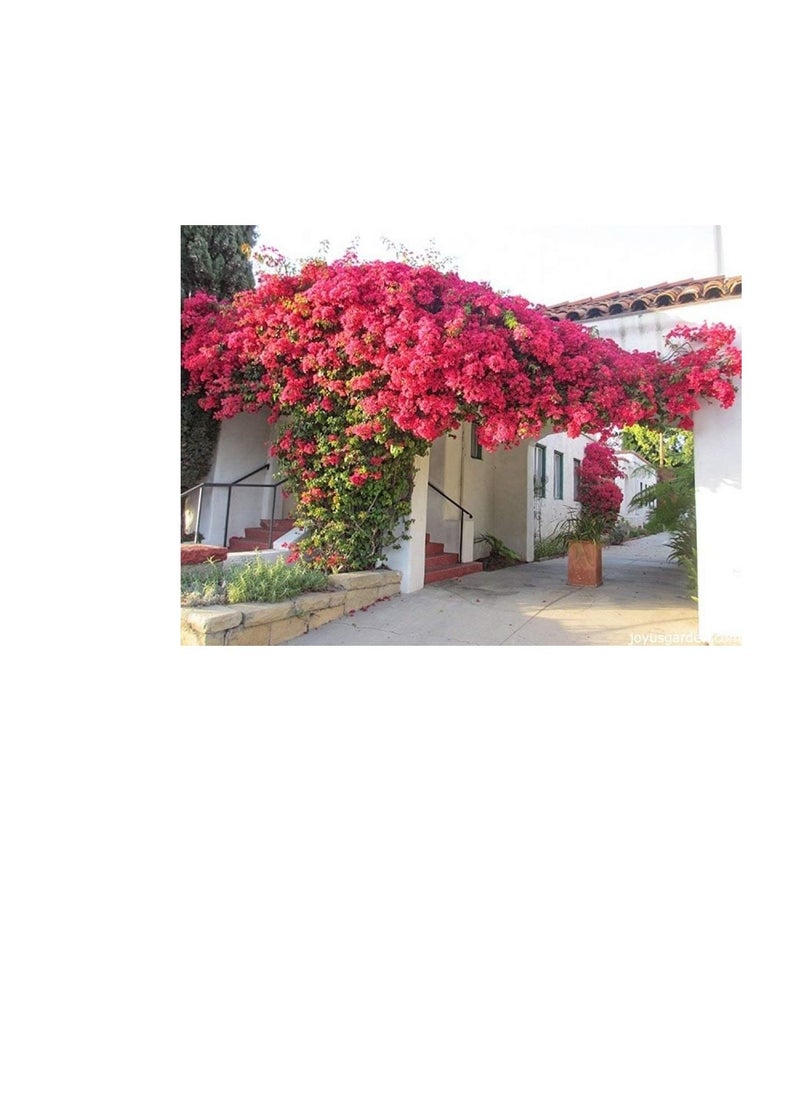 DESERT ENERGY Bougainvillea Feed Fertilizer Balanced Fertilizers with A Nitrogen Phosphorus And Potassium N P K,1kg  - Image 3