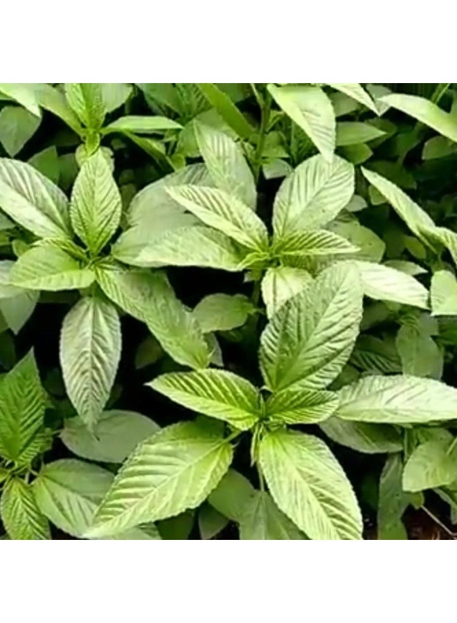 BIOCARVE SEEDS Molokhia seeds - Image 3