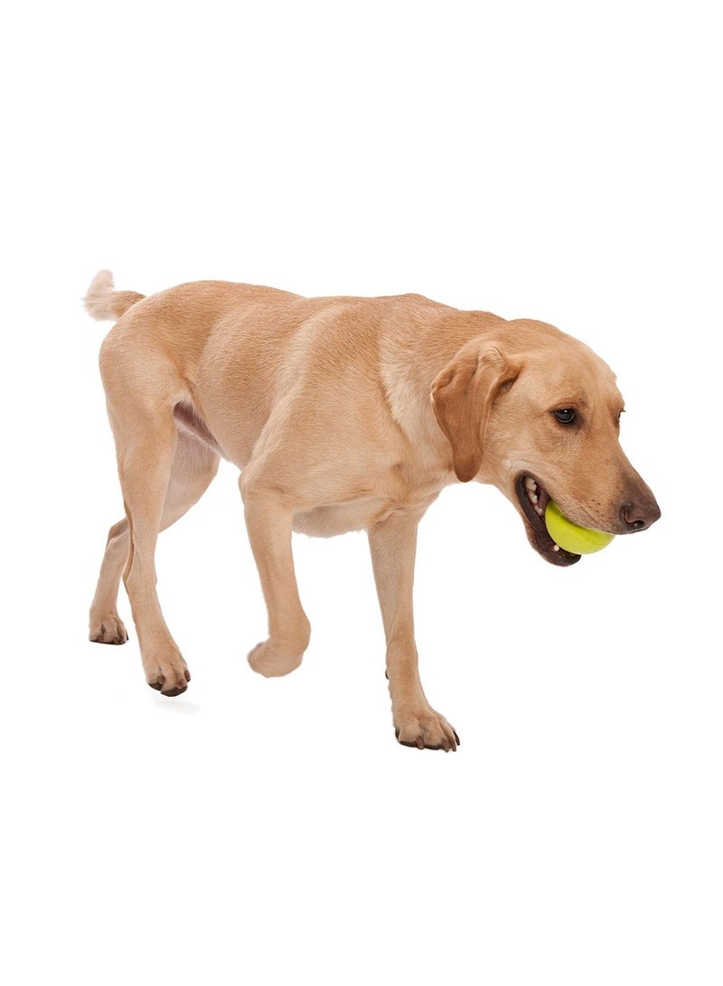 West Paw Design Jive Dog Ball Toy Green Large - Image 2