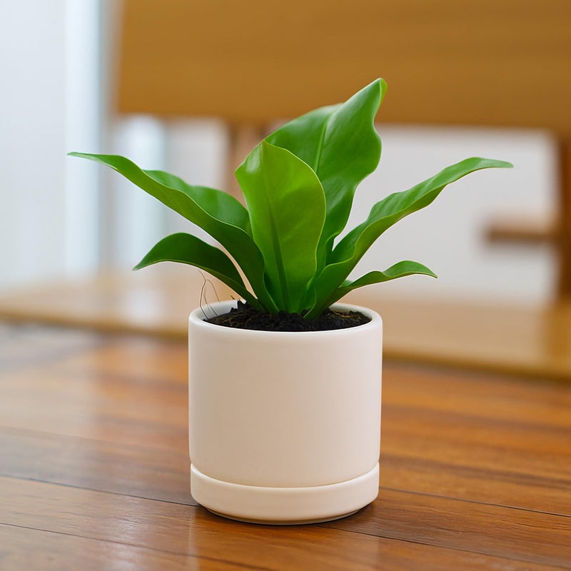 D'vine Dev 3.5 Inch Ceramic Planter Pot with Drainage Hole and Saucer, Indoor Cylinder Round Planter Pot, Oatmeal, 94-O-A-8 - Image 3