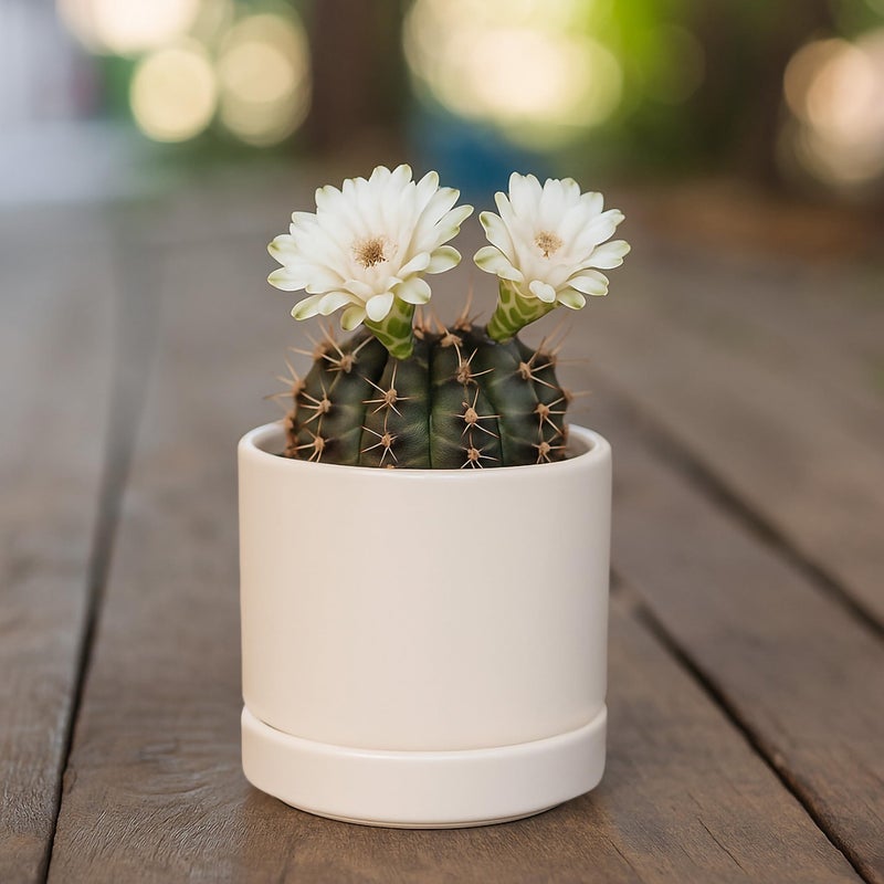 D'vine Dev 3.5 Inch Ceramic Planter Pot with Drainage Hole and Saucer, Indoor Cylinder Round Planter Pot, Oatmeal, 94-O-A-8 - Image 5
