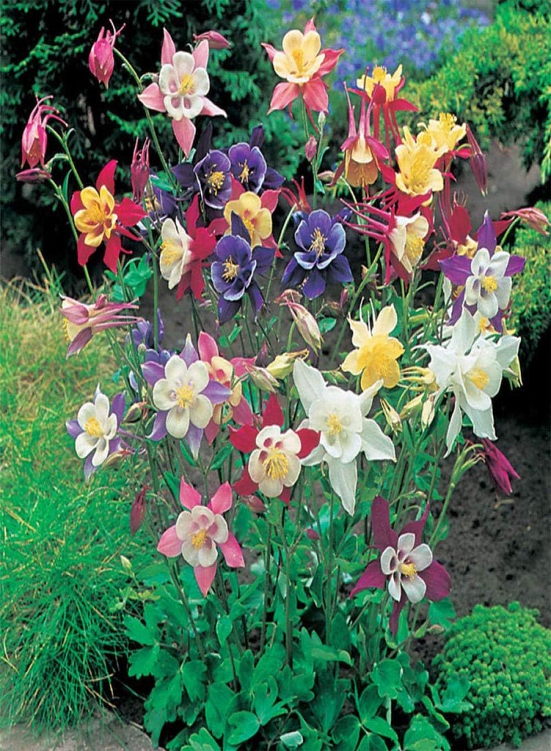GGOOT Perennial Garden SeedsRare Wildflowers SeedsColumbine seed double-petal balcony garden flower species-50pcs_powder - Image 1