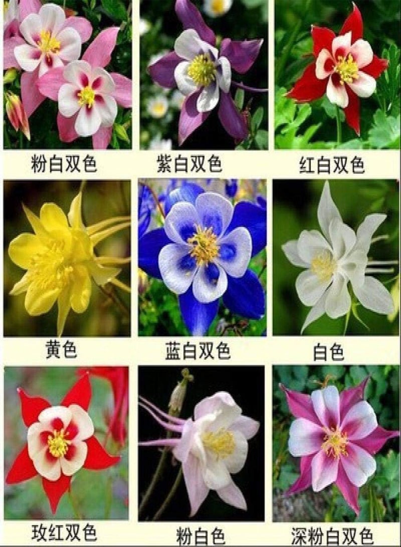 GGOOT Perennial Garden SeedsRare Wildflowers SeedsColumbine seed double-petal balcony garden flower species-50pcs_powder - Image 2