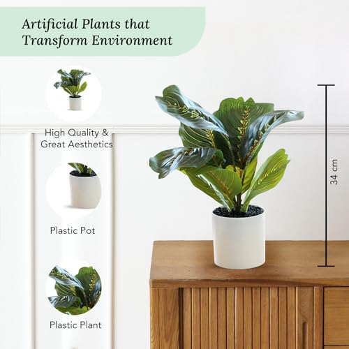 Ekhasa Nostrae Corton Calatheas Artificial Plant for Home Decor with Pot (34 CM, 8 Leaves) | Fake Faux False Show Plastic Decorative Potted Plants for Living Room, Office, Green Plant for Decor - Image 4