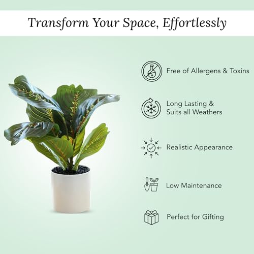 Ekhasa Nostrae Corton Calatheas Artificial Plant for Home Decor with Pot (34 CM, 8 Leaves) | Fake Faux False Show Plastic Decorative Potted Plants for Living Room, Office, Green Plant for Decor - Image 3