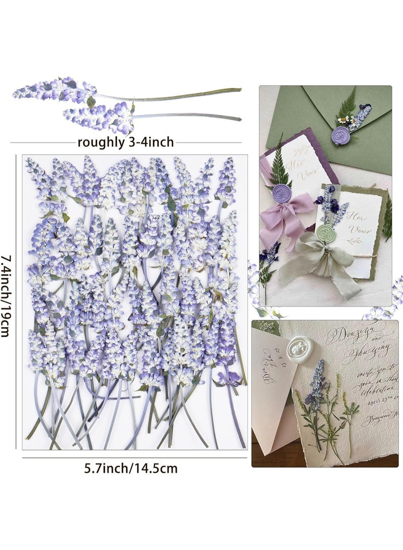 سيوسي Dried Pressed Flower Kit, Dry Flowers Craft Supplies for Resin Molds Bookmark, Wedding Invitations, Candle Making, Bulk Natural Decorations for Soaps, Frames & Cake Design (48-Piece, Purple) - Image 2