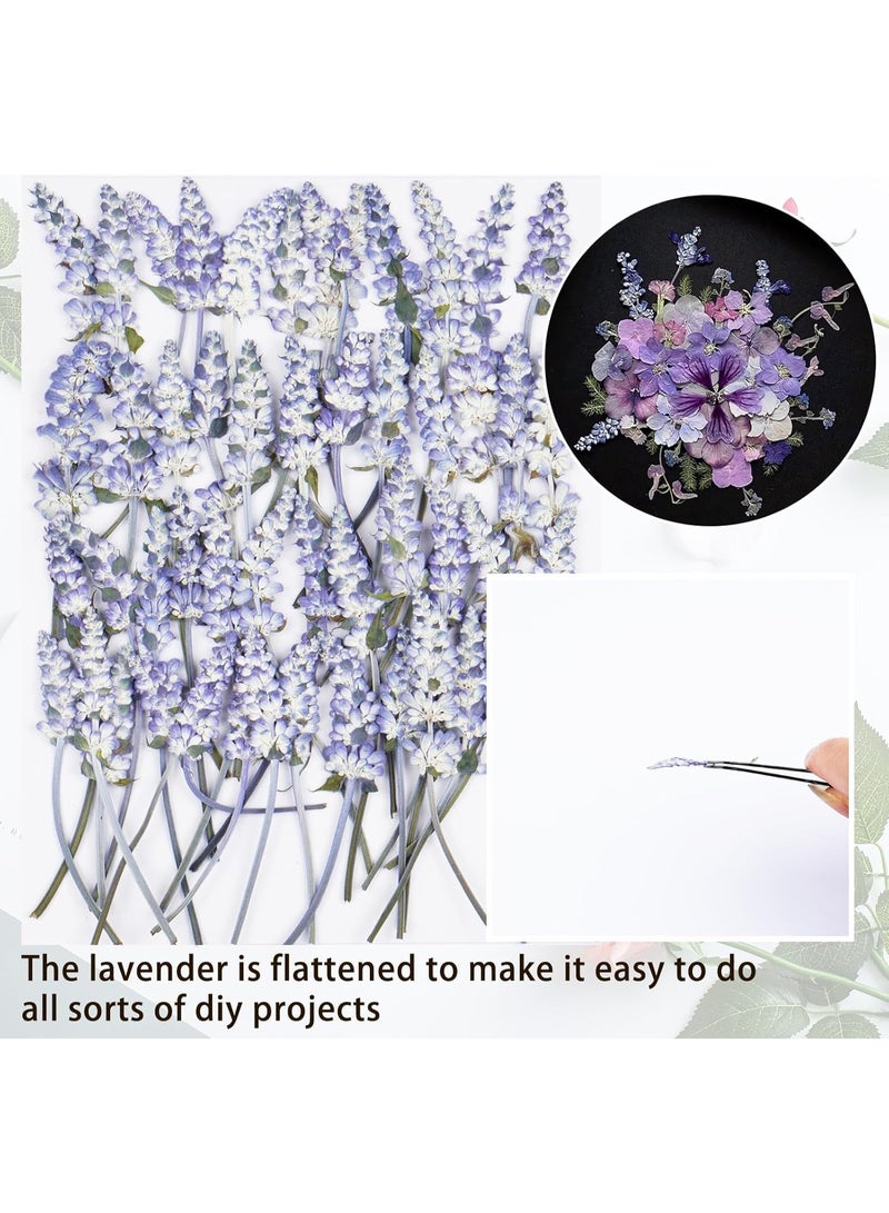 سيوسي Dried Pressed Flower Kit, Dry Flowers Craft Supplies for Resin Molds Bookmark, Wedding Invitations, Candle Making, Bulk Natural Decorations for Soaps, Frames & Cake Design (48-Piece, Purple) - Image 3
