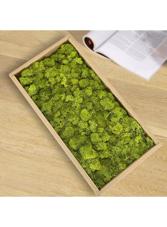 RYK-Natural Preserved Dried Reindeer Lichen Moss， Handmade, elegant moss wall decoration - zero maintenance, perfect for home, office, and wedding venues - Image 1