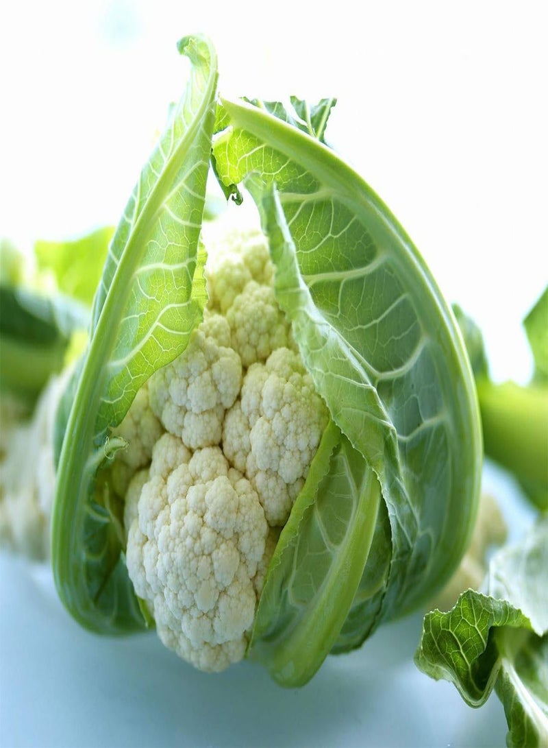 GGOOT 500Pcs Cauliflower Seeds White Vegetables Wrapped in Evergreen Leaves Ornamental Gardening Scenery Easy to Plant Germinate Rapid Growth - Image 2