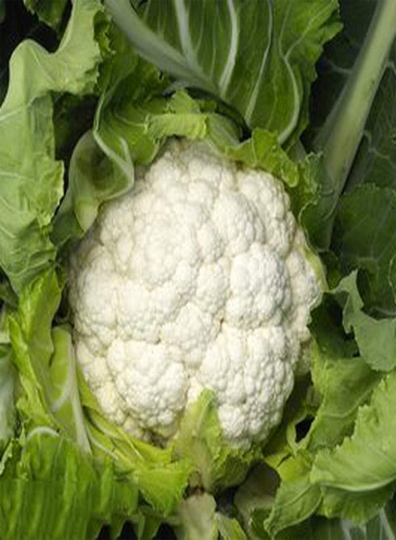 GGOOT 500Pcs Cauliflower Seeds White Vegetables Wrapped in Evergreen Leaves Ornamental Gardening Scenery Easy to Plant Germinate Rapid Growth - Image 1