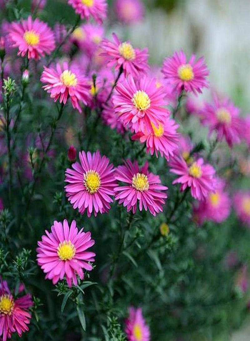 GGOOT 100Pcs Aster Alpinus Seeds Rich in Colors Unique in Flower Shape Faint Fragrance When Flowers Bloom Suitable for Arranging Flower Border Lawn Edge - Image 2