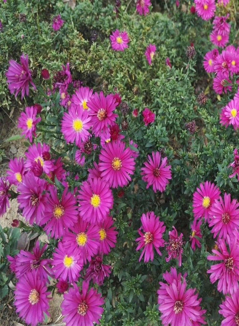 GGOOT 100Pcs Aster Alpinus Seeds Rich in Colors Unique in Flower Shape Faint Fragrance When Flowers Bloom Suitable for Arranging Flower Border Lawn Edge - Image 1