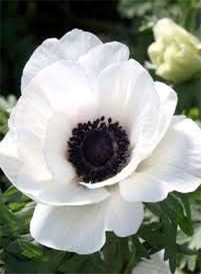 GGOOT 50 BELLFARM Japanese Anemone Flowers Seeds - Image 3