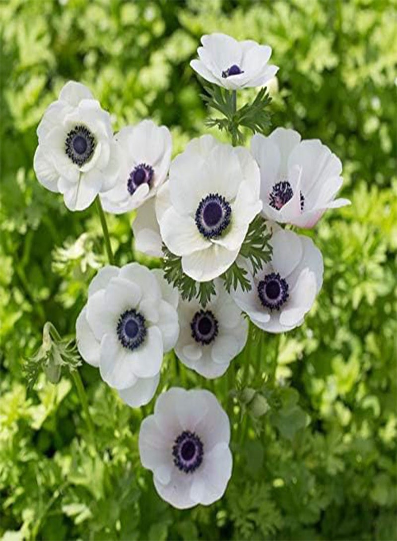 GGOOT 50 BELLFARM Japanese Anemone Flowers Seeds - Image 1