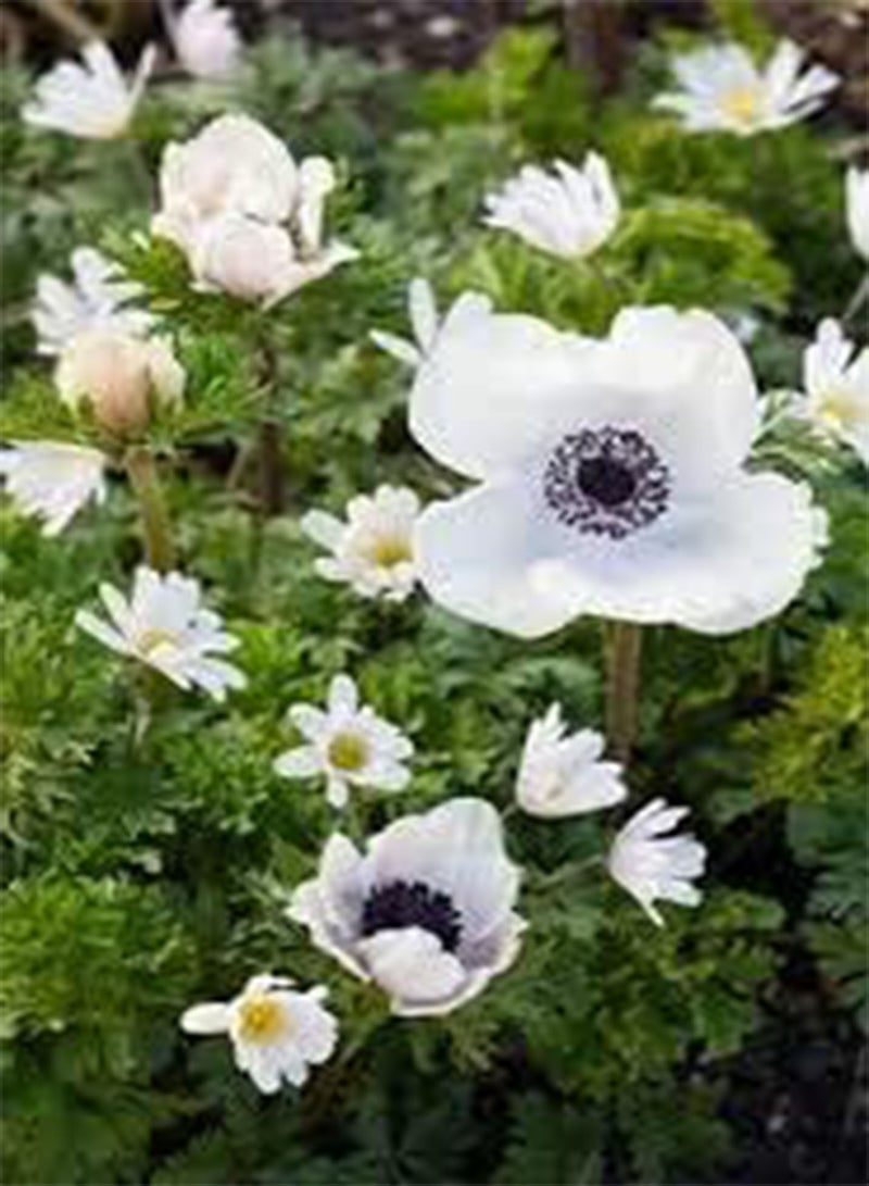 GGOOT 50 BELLFARM Japanese Anemone Flowers Seeds - Image 2