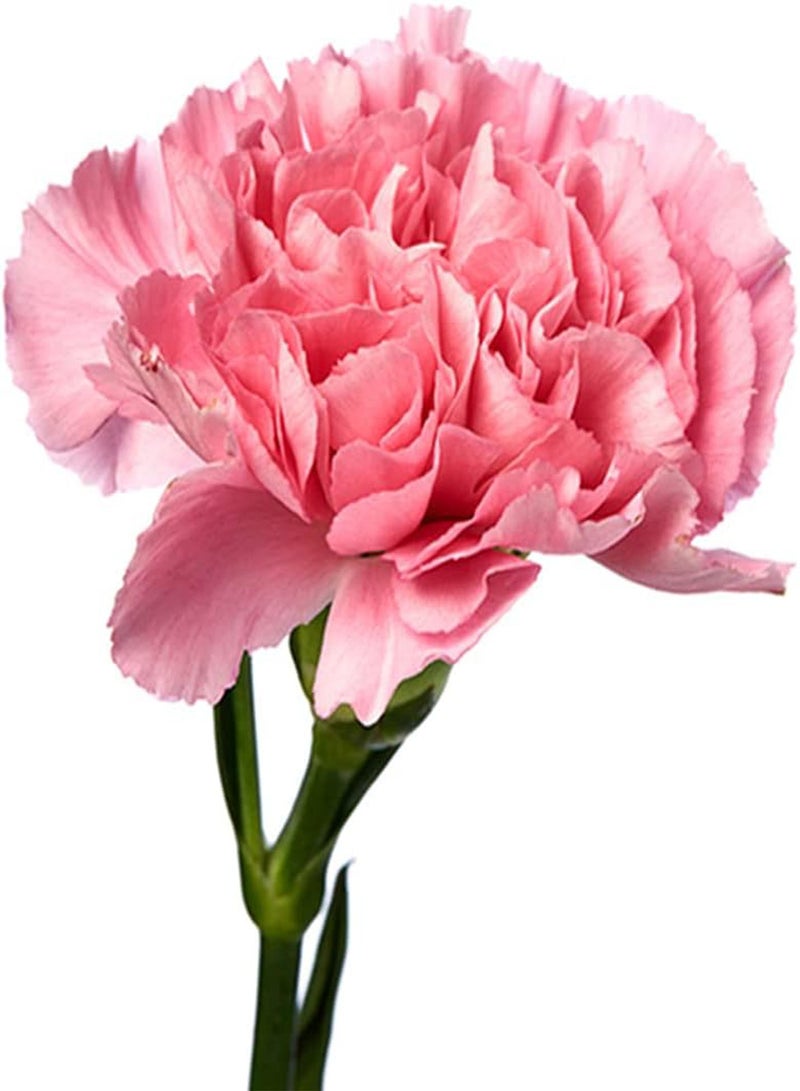 GGOOT 100Pcs Carnation Seeds Non-GMO Perennial Dianthus Flower Seeds for Home Garden Planting Open Pollination Natural Cut Flower Decoration - Image 2