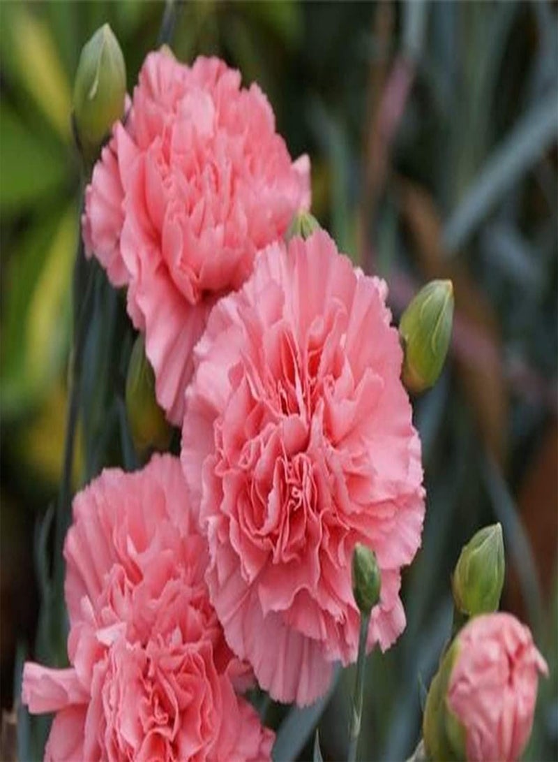 GGOOT 100Pcs Carnation Seeds Non-GMO Perennial Dianthus Flower Seeds for Home Garden Planting Open Pollination Natural Cut Flower Decoration - Image 3