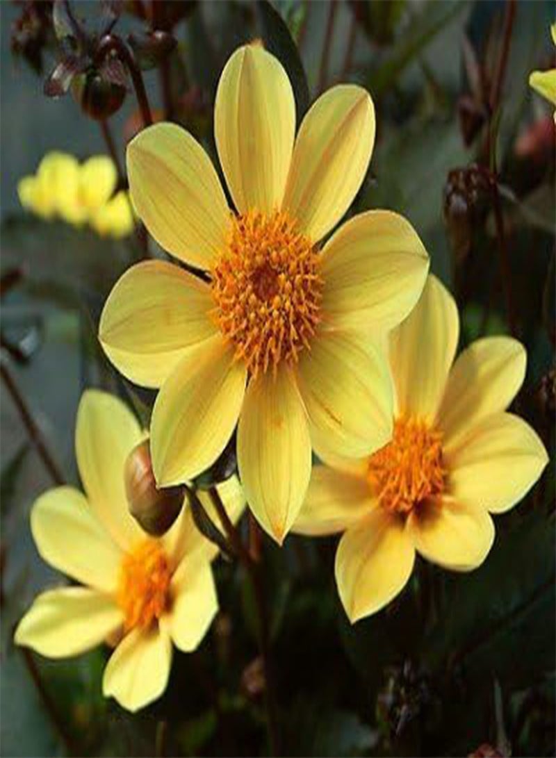 GGOOT Heirloom 100 Semi Dalia Mignon Dinner Plate Lilac Tempo Giallo B2054 Fiore:seeds 